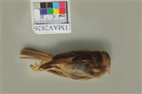 藏品(麻雀)的圖片